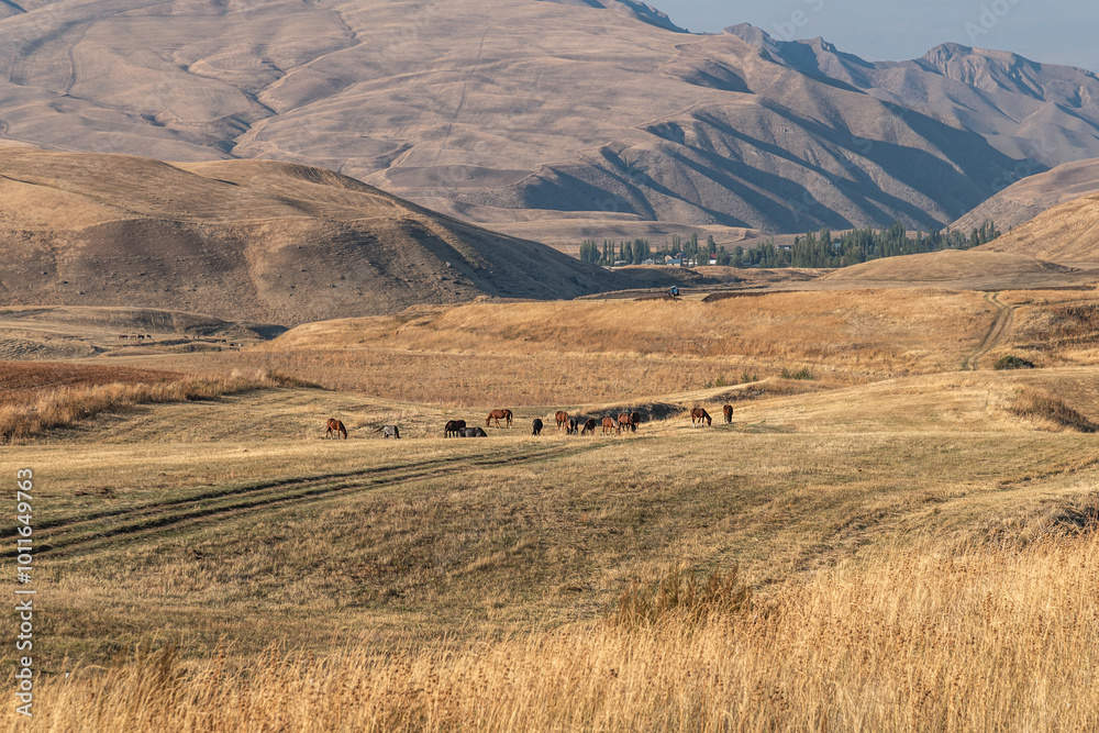 Fototapeta premium Horses graze in a mountain valley in autumn. Rural idyll of early autumn in the mountains of Kyrgyzstan.