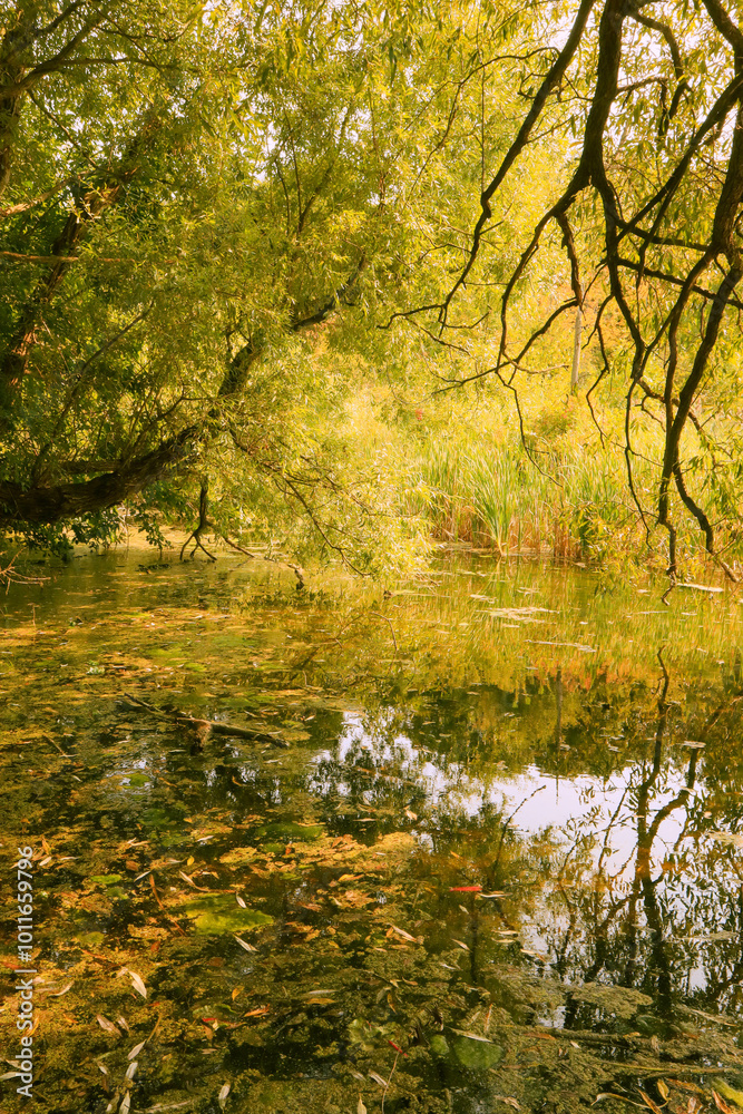 Fototapeta premium pond in the woods