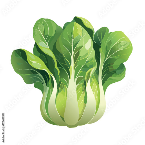 Fresh pak choi cabbage isolated