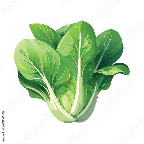 Fresh pak choi cabbage isolated