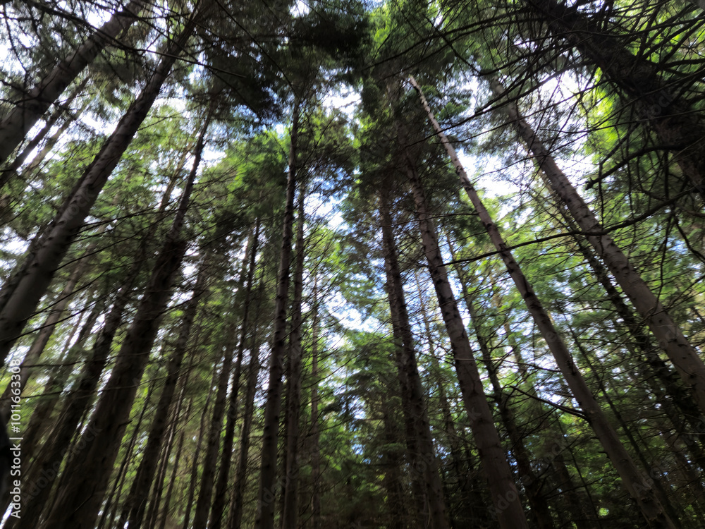Deep in the forest, trees, branches and leaves natural background, in the woods Deep in the forest, trees, branches and leaves natural background, in the woods