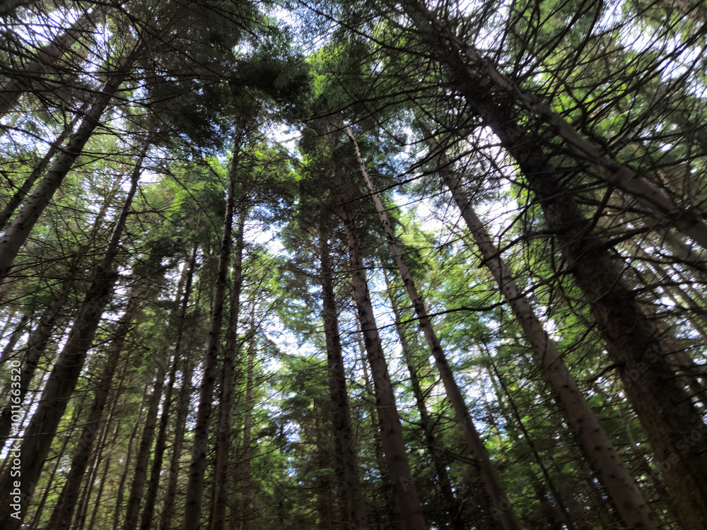 Deep in the forest, trees, branches and leaves natural background, in the woods Deep in the forest, trees, branches and leaves natural background, in the woods
