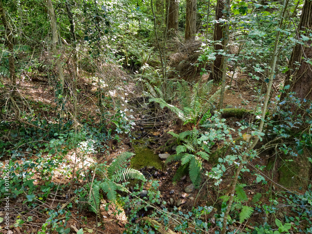Obraz premium Deep in the forest, trees, branches and leaves natural background, in the woods
