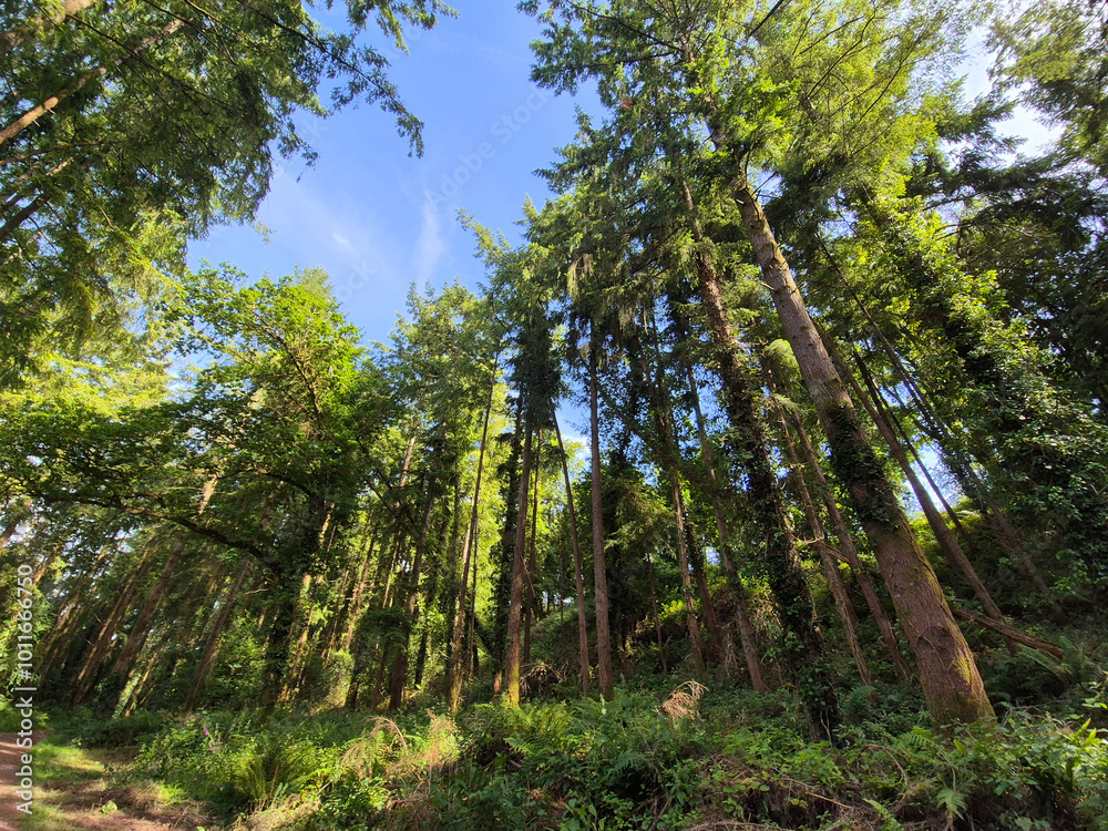 Deep in the forest, trees, branches and leaves natural background, in the woods Deep in the forest, trees, branches and leaves natural background, in the woods