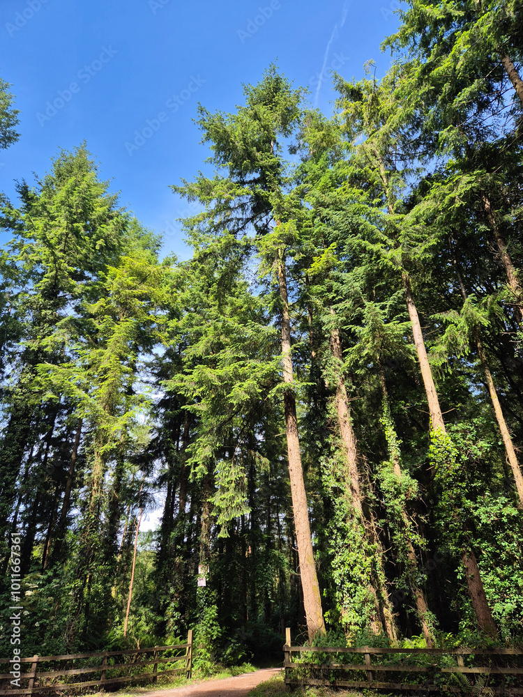 Deep in the forest, trees, branches and leaves natural background, in the woods Deep in the forest, trees, branches and leaves natural background, in the woods