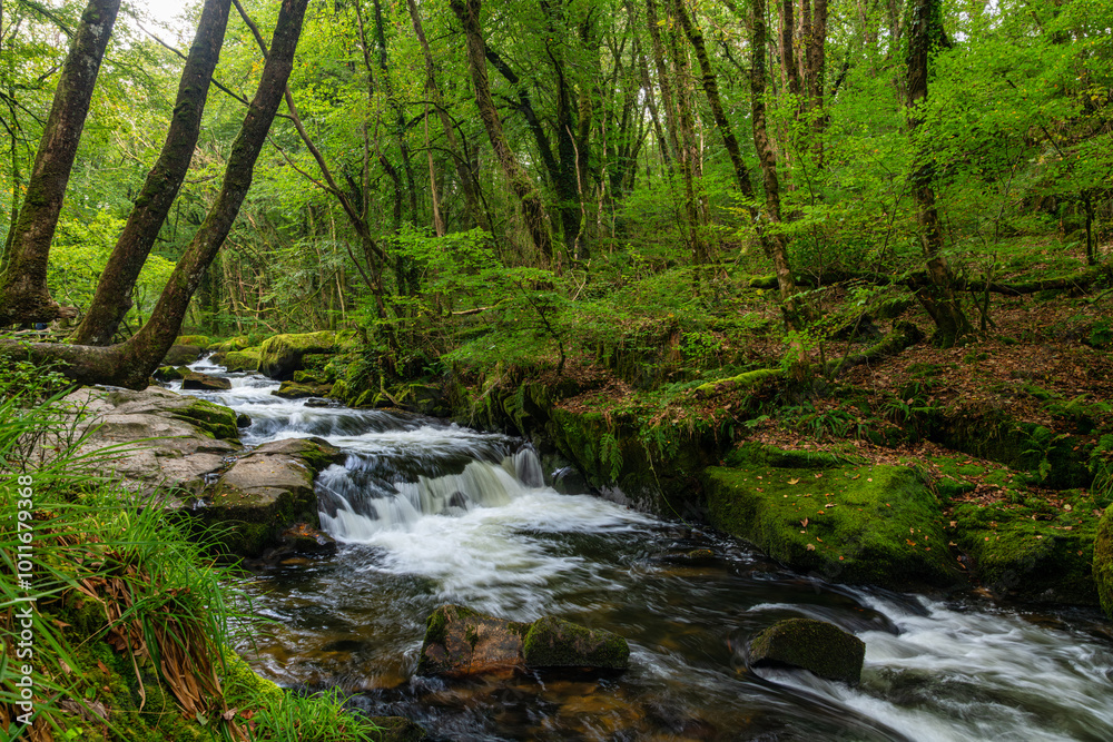 Forest River in Early Autumn. Forest River in Early Autumn.