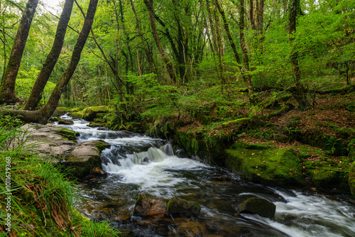 Forest River in Early Autumn.