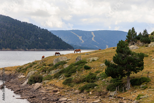 chevaux sur les bords du lac des Bouillouses