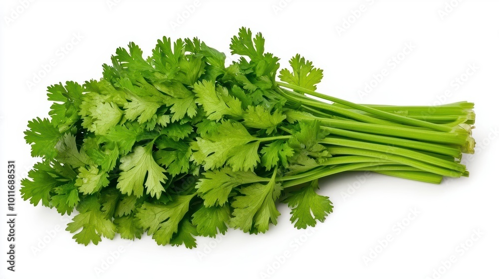 Fresh bunch of cilantro herb, vibrant green leaves on white isolated background Fresh bunch of cilantro herb, vibrant green leaves on white isolated background
