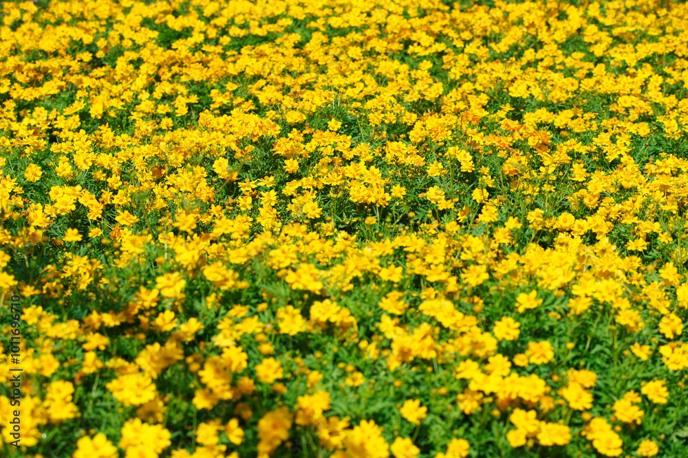 Vibrant Yellow Flower Field in Full Bloom Vibrant Yellow Flower Field in Full Bloom