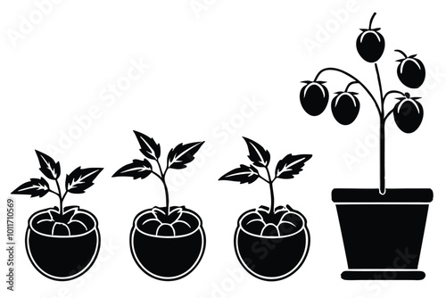 The life cycle of tomato plant vector silhouette