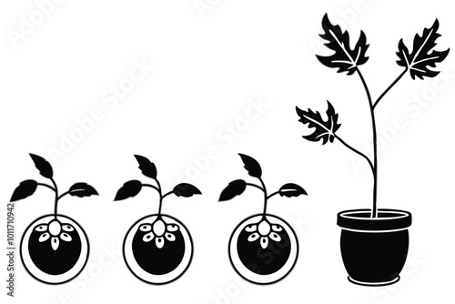 The life cycle of tomato plant vector silhouette