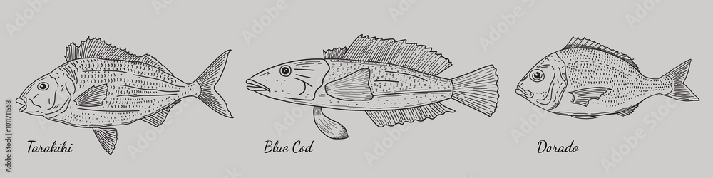 Vector set of ocean fish. Tarakihi, Dorado, Blue Cod