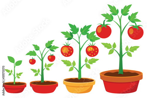 The life cycle of tomato plant vector