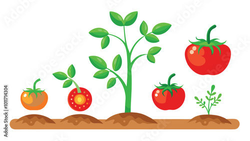 The life cycle of tomato plant vector