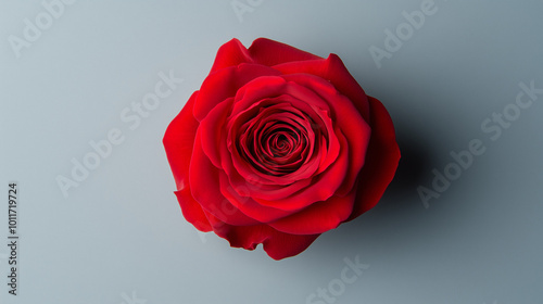 Red rose white background