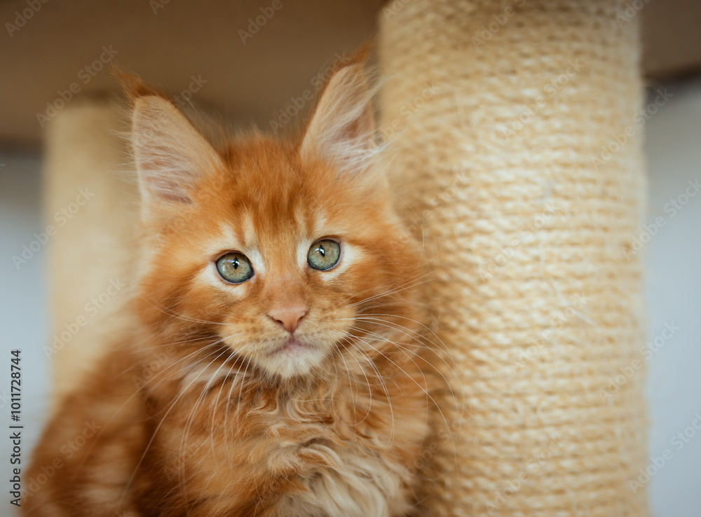Portrait of domestic red Maine Coon kitten - 8 months old. Cute young cat sitting in front and looking at camera. Curious young orange striped kitty isolated on white background. Portrait of domestic red Maine Coon kitten - 8 months old. Cute young cat sitting in front and looking at camera. Curious young orange striped kitty isolated on white background.