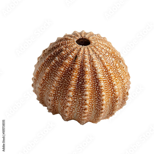 Sea urchin shell on transparent background