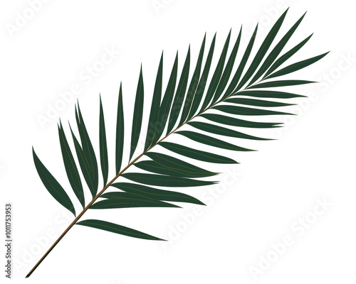 PNG Palm leaves plant green leaf.