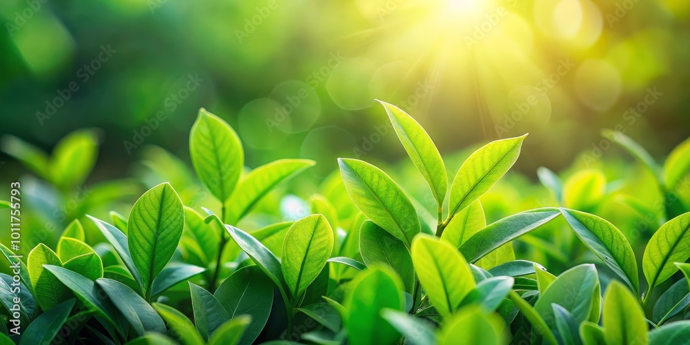 Fototapeta premium Sunlight Filtering Through Lush Green Leaves, Nature, Landscape, Greenery, Plant Life