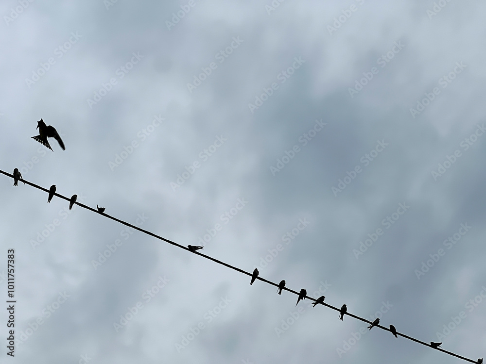 Swallows sitting on an electric line cable before flying to warm countries Swallows sitting on an electric line cable before flying to warm countries