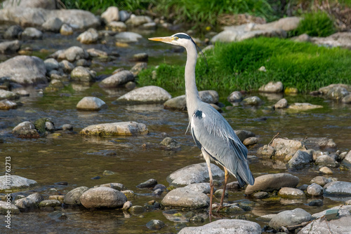 airone cenerino sul fiume mella Brescia italia