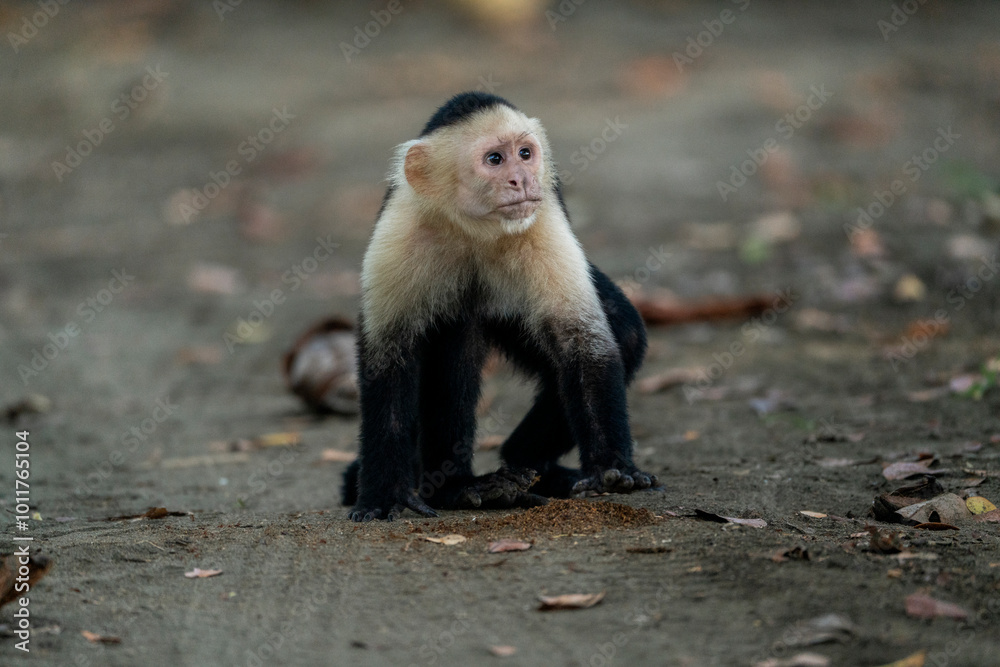 Fototapeta premium white face monkey in Costa Rica