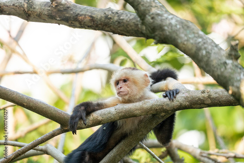 white face monkey in Costa Rica