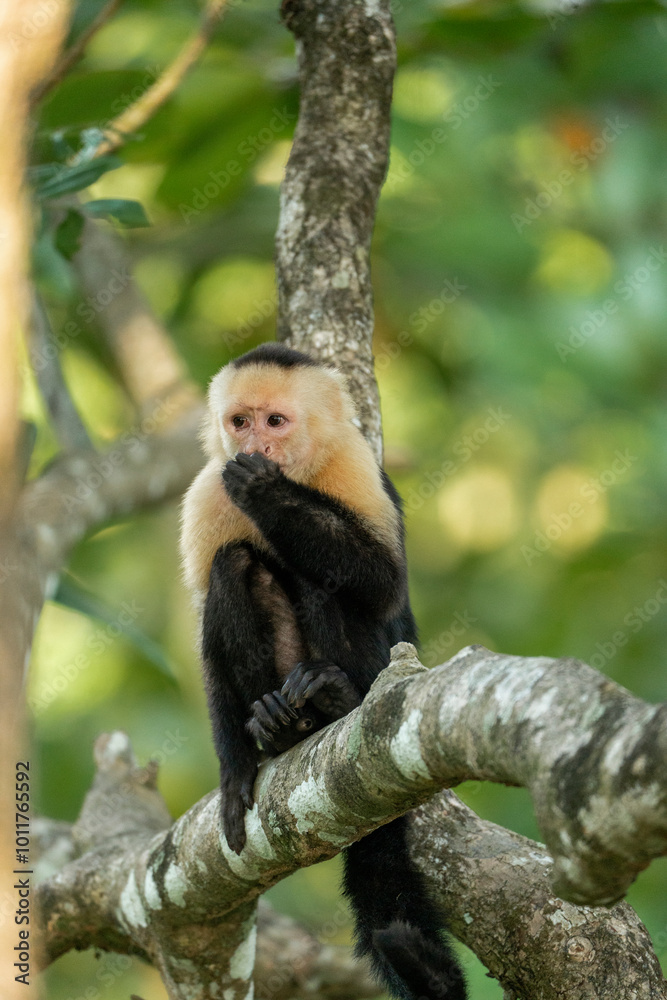 white face monkey in Costa Rica