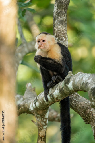 white face monkey ape in Costa Rica sneaky monkeys nature