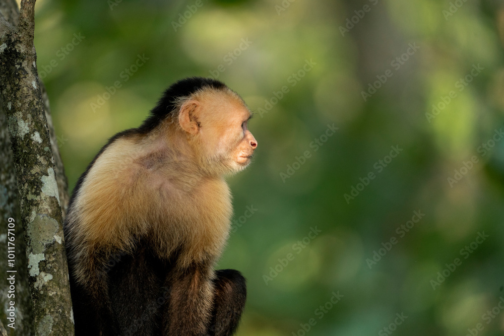 Fototapeta premium white face monkey ape in Costa Rica sneaky monkeys nature