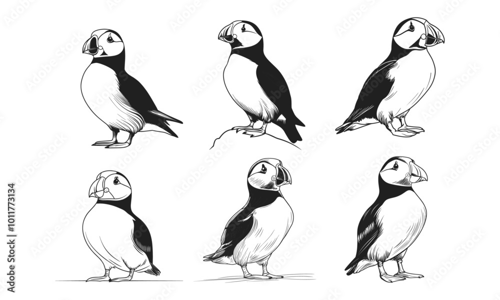 Obraz premium Vector illustration of the Atlantic puffin. Set of funny Northern birds isolated on a white background in cartoon style . For banners, textiles, website design, web pages and children's design.