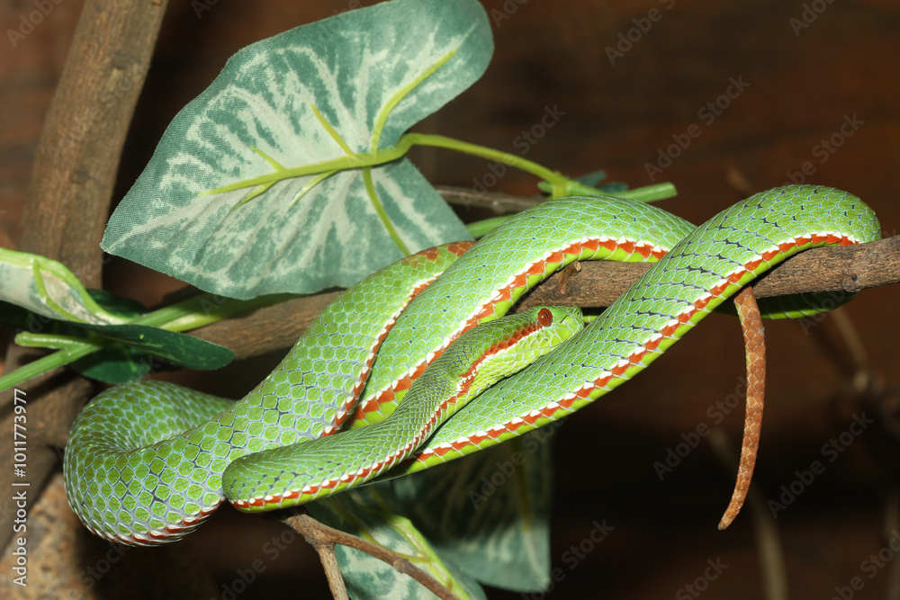 Obraz premium The pope green pit viper snake in forest