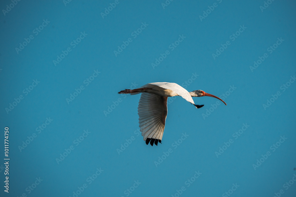 Fototapeta premium white ibis bird in sky flying
