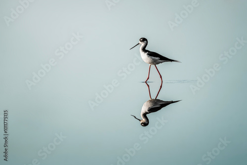 black necked stilt bird with beautiful water reflection