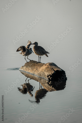 Papier peint great crested grebe on water