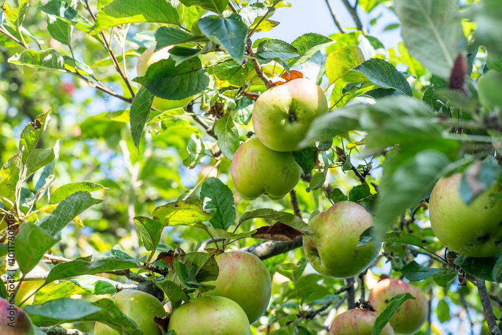 Green apples on the green tree. Garden harvest. Fresh fruit. Green apples on the green tree. Garden harvest. Fresh fruit.