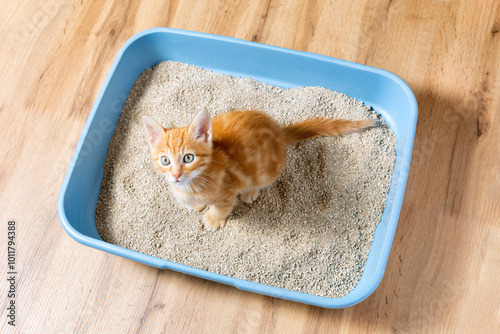 The kitten sits in the litter box. red kitten pees in her litter box.