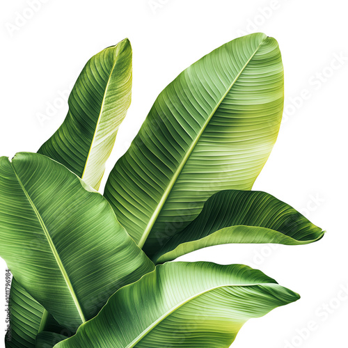 Wallpaper Mural Banana leaves, white isolate background Torontodigital.ca