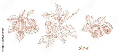 Vector chestnut plant with nuts and leaves line art illustration, graphic line chestnut plant combination. Chestnut branch. Chestnut floral outline. Great for any designs, textile, art, walls, package