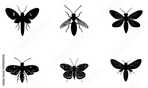 Moth illustration black and white
