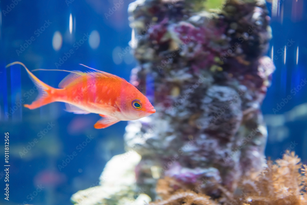 Closeup rose pink freshwater swim in aquarium blue water Closeup rose pink freshwater swim in aquarium blue water