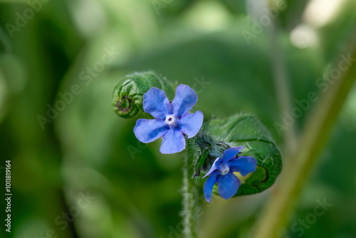 Pentaglottis sempervirens, green alkanet flower with a blurred green background photo