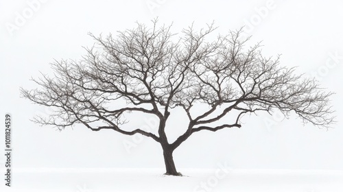 A bare tree in winter, with intricate branches reaching out against a white background, creating a minimalist and serene aesthetic.