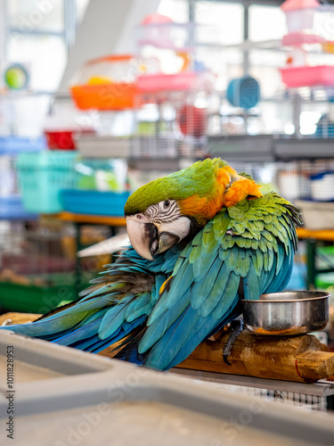 parrot in a cage