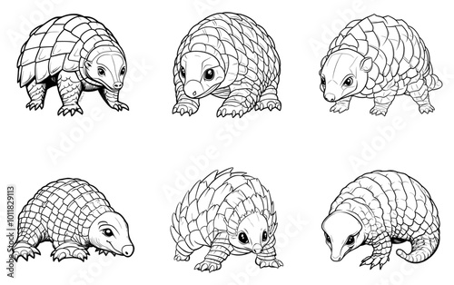 Armadillo
