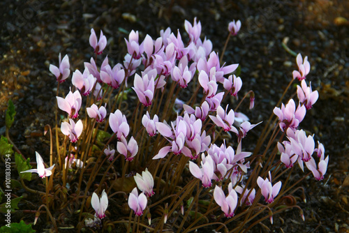 Ivy-leaved cyclamen, or Cyclamen hederifolium flowers in a garden photo