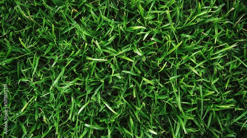 Lush Green Grass Texture for Nature Photography