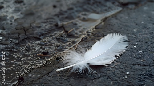 Solitary Feather s Melancholy Descent A Symbolic Representation of Hopelessness and Detachment photo