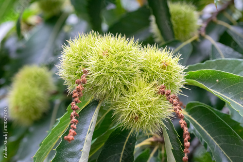 Close Up Of Young Chestnuts At Amsterdam The Netherlands 5-9-2024